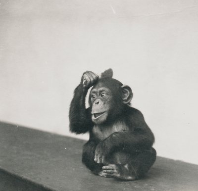 Un giovane scimpanzé, Johnnie, che gioca con un pennello, 1923 da Frederick William Bond